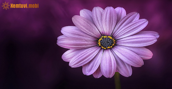 Xem tử vi 12 con giáp ngày 13/5/2018 chủ nhật Xem tử vi 12 con giáp ngày 13/5/2018 chủ nhật