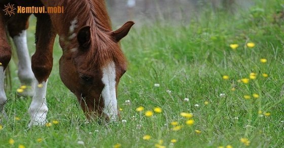 Xem tử vi ngày 25/05/2018 thứ 6 Xem tử vi ngày 25/05/2018 thứ 6