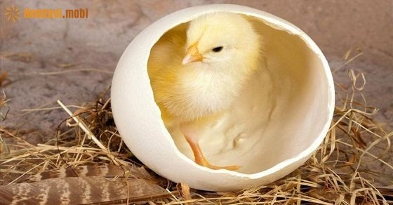 Tử vi 12 con giáp ngày 30/5/2018 thứ 4 Tử vi 12 con giáp ngày 30/5/2018 thứ 4