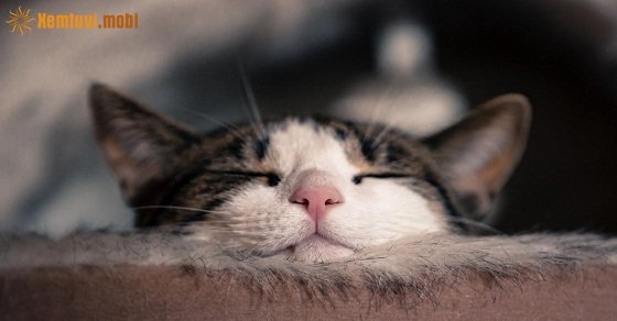 Xem tử vi 12 con giáp ngày 30/5/2018 thứ 4 Xem tử vi 12 con giáp ngày 30/5/2018 thứ 4