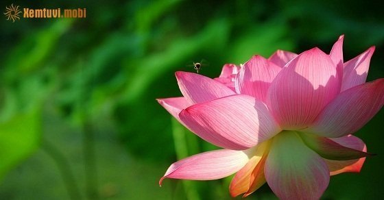 Xem tử vi 12 con giáp ngày 29/5/2018 thứ 3 Xem tử vi 12 con giáp ngày 29/5/2018 thứ 3