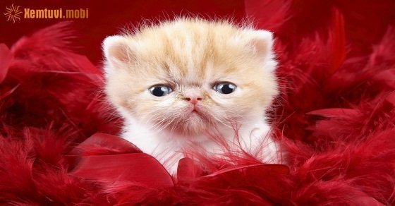 Xem tử vi 12 con giáp ngày 16/5/2018 thứ 4 Xem tử vi 12 con giáp ngày 16/5/2018 thứ 4