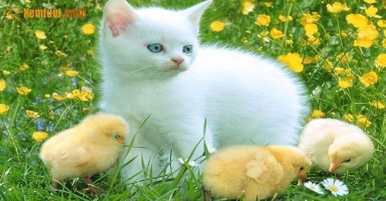 Xem tử vi 12 con giáp ngày 6/5/2018 chủ nhật Xem tử vi 12 con giáp ngày 6/5/2018 chủ nhật