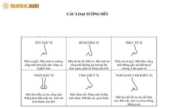 Các tướng mũi cơ bản của đàn ông và đàn bà