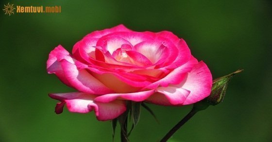 Xem tử vi ngày 17/06/2018 chủ nhật Xem tử vi ngày 17/06/2018 chủ nhật