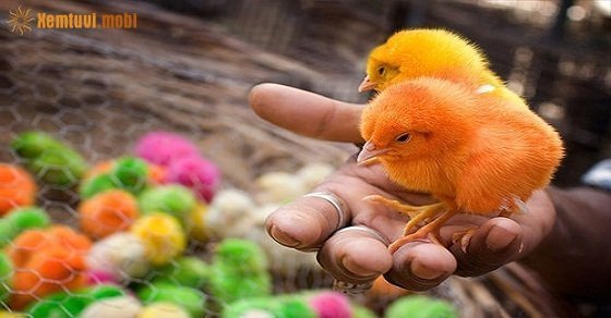 Tử vi 12 con giáp ngày 2/7/2018 thứ 2 Tử vi 12 con giáp ngày 2/7/2018 thứ 2