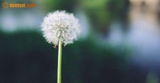 Tử vi 12 con giáp ngày 30/6/2018 thứ 7 Tử vi 12 con giáp ngày 30/6/2018 thứ 7