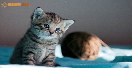 Xem tử vi 12 con giáp ngày 2/7/2018 thứ 2 Xem tử vi 12 con giáp ngày 2/7/2018 thứ 2