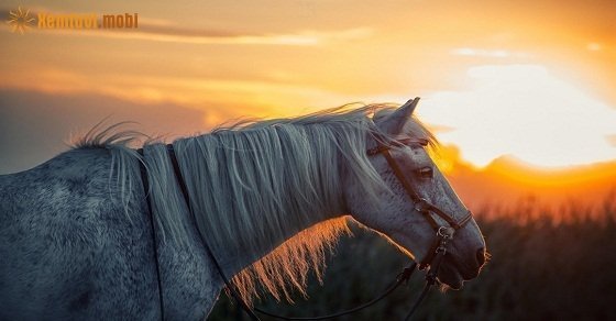 Xem tử vi ngày 29/06/2018 thứ 6 Xem tử vi ngày 29/06/2018 thứ 6