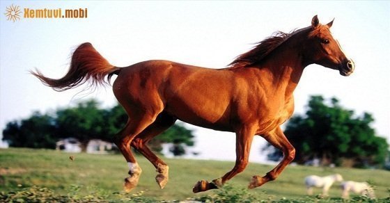 Xem tử vi ngày 19/06/2018 thứ 3 Xem tử vi ngày 19/06/2018 thứ 3