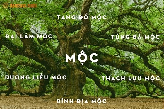 Đại Lâm Mộc hợp mệnh nào?