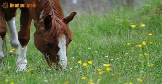 Xem tử vi ngày 26/07/2018 thứ 5 Xem tử vi ngày 26/07/2018 thứ 5