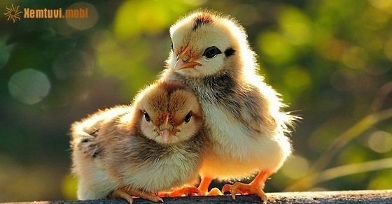 Tử vi 12 con giáp ngày 13/7/2018 thứ 6