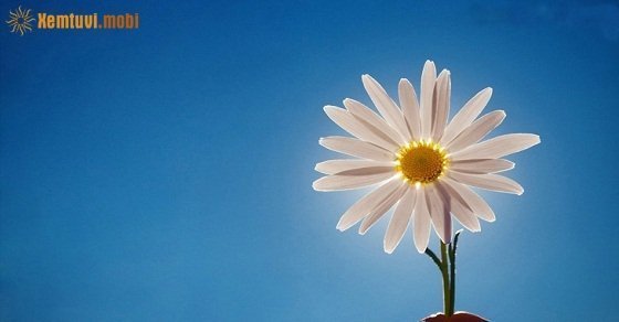 Tử vi 12 con giáp ngày 15/7/2018 chủ nhật