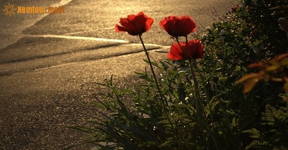 Tử vi 12 con giáp ngày 17/7/2018 thứ 3 Tử vi 12 con giáp ngày 17/7/2018 thứ 3