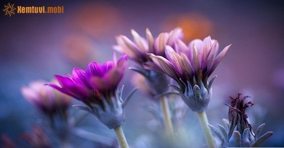 Xem tử vi 12 con giáp ngày 15/7/2018 chủ nhật