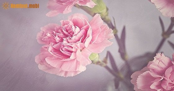 Tử vi 12 con giáp ngày 11/8/2018 thứ 7