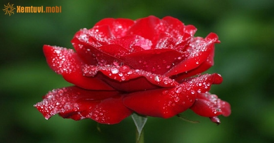 Xem tử vi 12 con giáp ngày 27/8/2018 thứ 2 Xem tử vi 12 con giáp ngày 27/8/2018 thứ 2