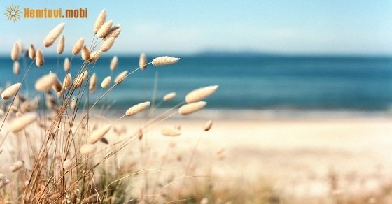 Xem tử vi ngày 05/08/2018 chủ nhật