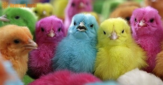 Tử vi 12 con giáp ngày 6/8/2018 thứ 2