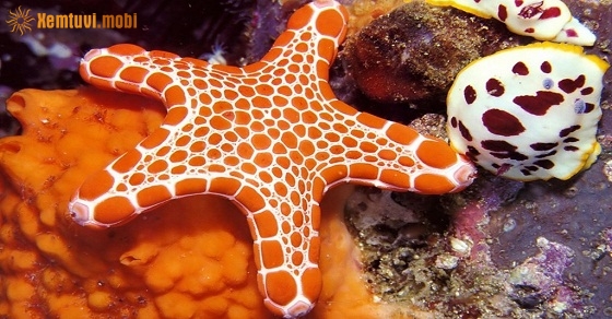 Xem tử vi 12 con giáp ngày 19/8/2018 chủ nhật Xem tử vi 12 con giáp ngày 19/8/2018 chủ nhật