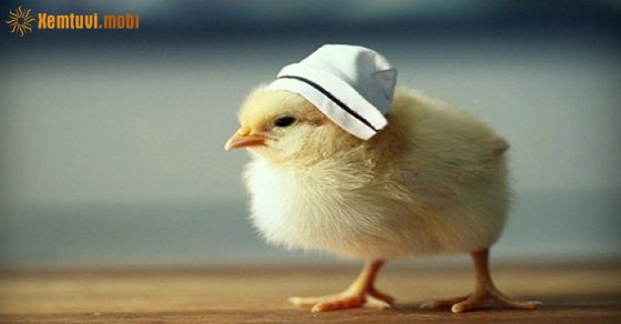 Tử vi 12 con giáp ngày 1/9/2018 thứ 7 Tử vi 12 con giáp ngày 1/9/2018 thứ 7