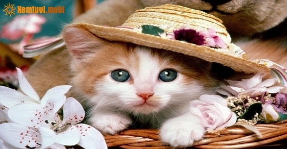 Xem tử vi 12 con giáp ngày 16/8/2018 thứ 5