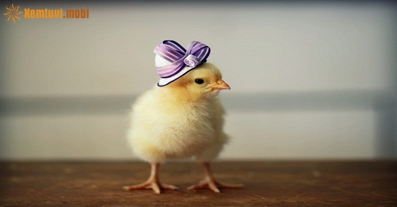 Tử vi 12 con giáp ngày 20/8/2018 thứ 2 Tử vi 12 con giáp ngày 20/8/2018 thứ 2