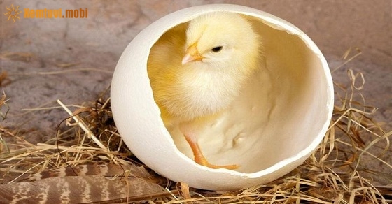 Tử vi 12 con giáp ngày 17/9/2018 thứ 2 Tử vi 12 con giáp ngày 17/9/2018 thứ 2