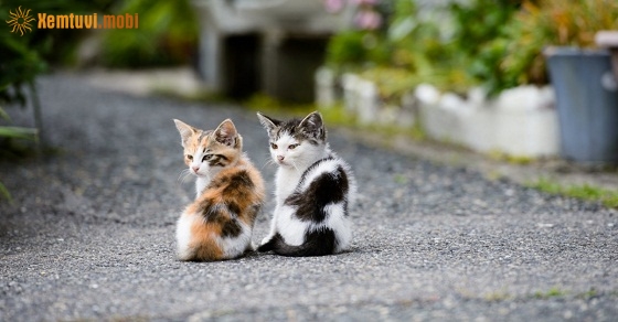 Xem tử vi 12 con giáp ngày 30/9/2018 chủ nhật Xem tử vi 12 con giáp ngày 30/9/2018 chủ nhật