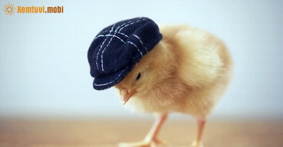 Tử vi 12 con giáp ngày 15/9/2018 thứ 7 Tử vi 12 con giáp ngày 15/9/2018 thứ 7