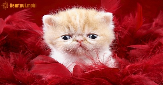 Xem tử vi 12 con giáp ngày 27/9/2018 thứ 5 Xem tử vi 12 con giáp ngày 27/9/2018 thứ 5