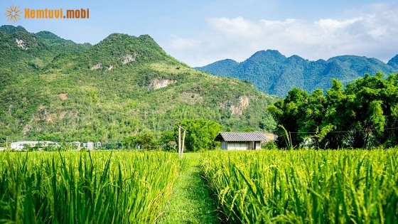 Mệnh Bình Địa Mộc hợp với màu gì