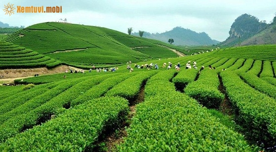 Mệnh Bình Địa Mộc hợp với mệnh gì