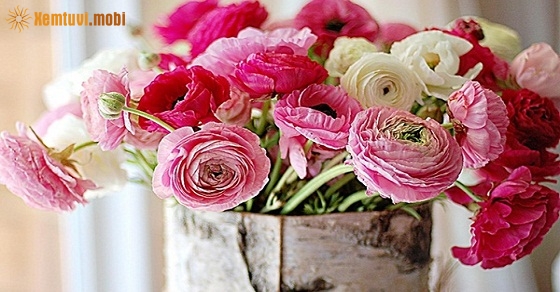 Xem tử vi 12 con giáp ngày 12/10/2018 thứ 6 Xem tử vi 12 con giáp ngày 12/10/2018 thứ 6