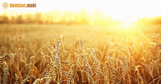 Xem tử vi 12 con giáp ngày 6/10/2018 thứ 7 Xem tử vi 12 con giáp ngày 6/10/2018 thứ 7