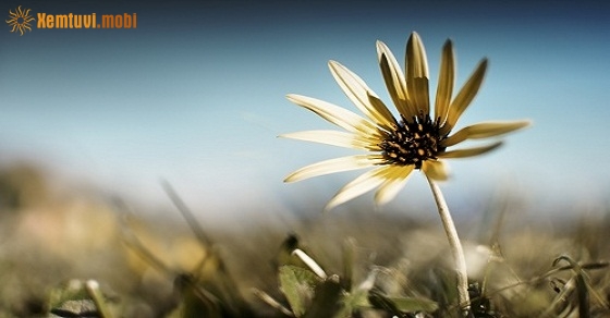 Xem tử vi ngày 28/10/2018 chủ nhật Xem tử vi ngày 28/10/2018 chủ nhật