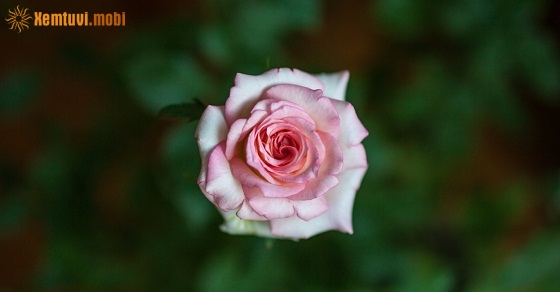 Xem tử vi ngày 24/10/2018 thứ 4 Xem tử vi ngày 24/10/2018 thứ 4