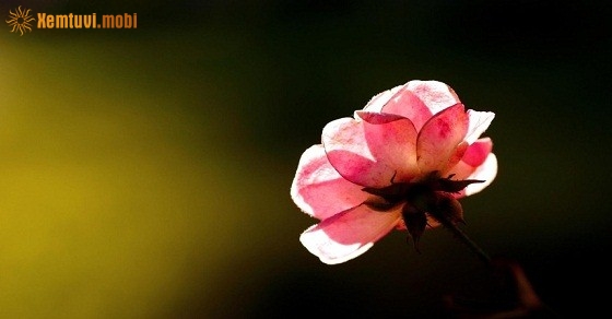 Xem tử vi ngày 07/10/2018 chủ nhật Xem tử vi ngày 07/10/2018 chủ nhật