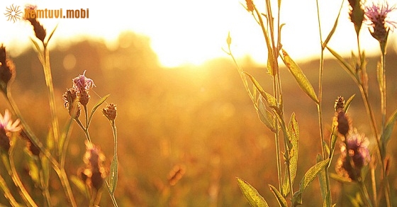 Xem tử vi ngày 31/10/2018 thứ 4 Xem tử vi ngày 31/10/2018 thứ 4