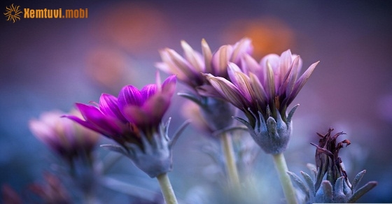 Xem tử vi ngày 10/10/2018 thứ 4 Xem tử vi ngày 10/10/2018 thứ 4