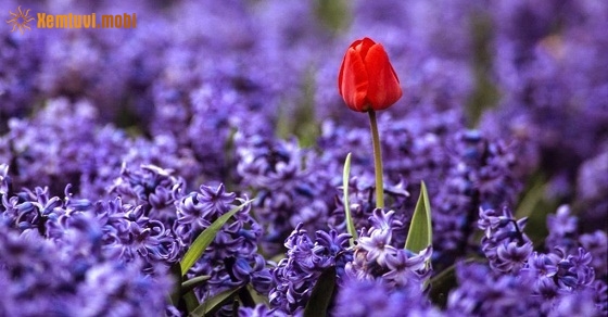 Tử vi thứ ba của 12 con giáp ngày 27/11/2018 Tử vi thứ ba của 12 con giáp ngày 27/11/2018