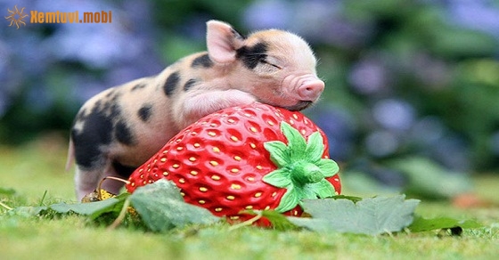 Xem tử vi 2019 tuổi Hợi nam mạng