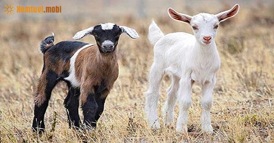 Xem tử vi 2019 tuổi Mùi nam mạng