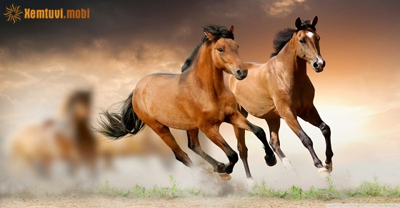 Bói tử vi tuổi Ngọ nữ mạng năm 2019