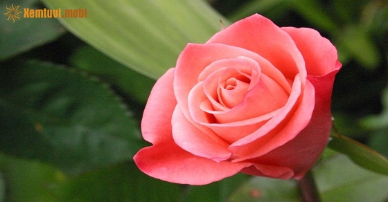 Xem tử vi 12 con giáp ngày 12.11.2018 thứ 2