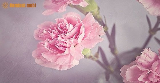 Xem tử vi 12 con giáp ngày 28.12.2018 thứ 6