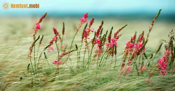 Xem tử vi ngày 15-12-2018 thứ 7 Xem tử vi ngày 15-12-2018 thứ 7