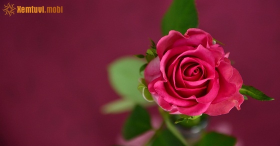 Xem tử vi ngày 8-12-2018 thứ 7 Xem tử vi ngày 8-12-2018 thứ 7