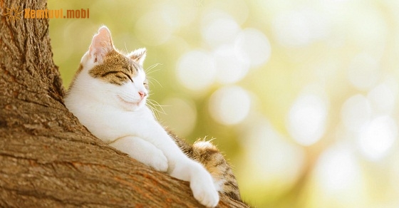 Xem tử vi 12 con giáp ngày 19.12.2018 thứ 4